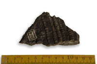 F 01459
<br/>
<br/>
<em></em>